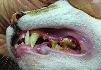 Зубной камень у животных